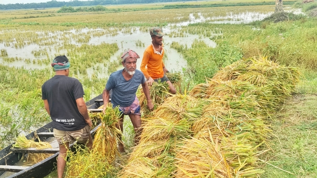 প্রতিকূল আবহাওয়ায় নেত্রকোণার হাওরাঞ্চলে ধান নিয়ে চরম বিপাকে কৃষক