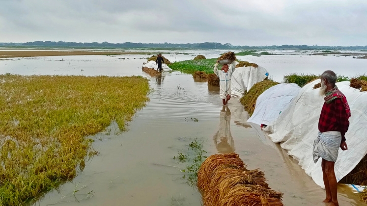 চারদিকে অথৈ পানি : নেত্রকোণায় তলিয়ে গেলো ৯ হাজার ৪৩৪ হেক্টর বোরো ধান, দিশেহারা কৃষক