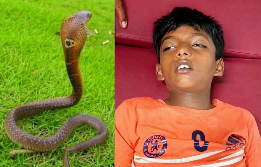 কসবায় মাছ ধরতে গিয়ে সাপের কামড়ে প্রাণ গেল ৭ বছরের শিশুর